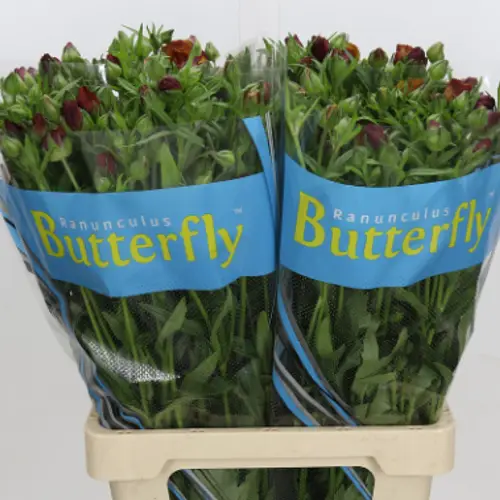 Ranunkel gelb/orange-orange Butterfly Satyros 70 cm 70 Gramm 70cm