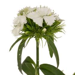 Bartnelke weiss Sw Will White 60cm