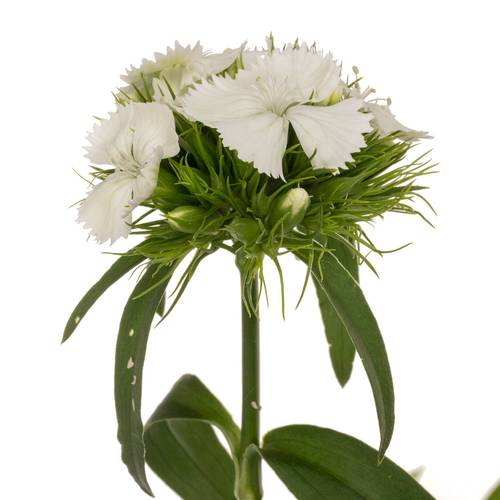 Bartnelke weiss Sw Will White 60cm