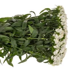 Bartnelke weiss Sw Will White 60cm