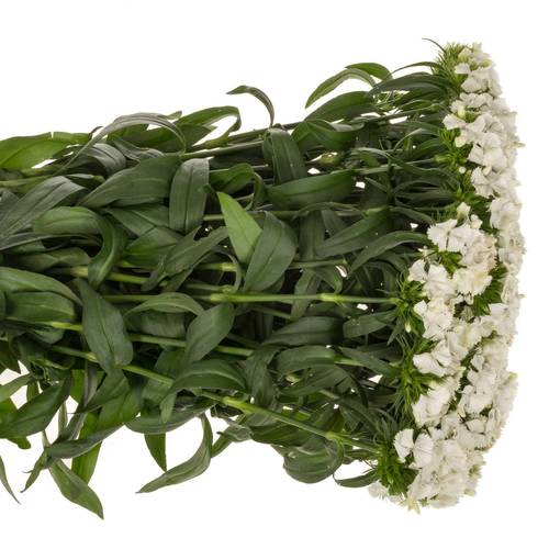 Bartnelke weiss Sw Will White 60cm
