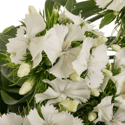 Bartnelke weiss Sw Will White 60cm