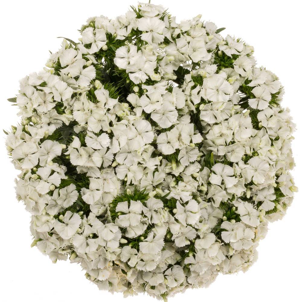 Bartnelke weiss Sw Will White 60cm