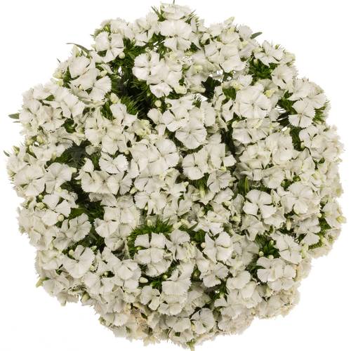 Bartnelke weiss Sw Will White 60cm