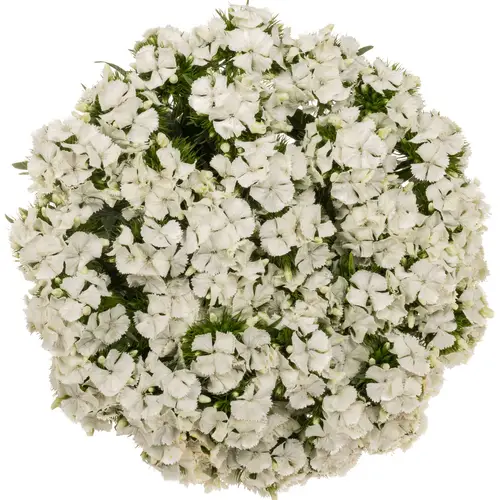 Bartnelke weiss Sw Will White 60cm