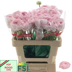 Ranunkel hell rosa Succes Lady NL 62 Gramm 55cm