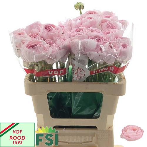 Ranunkel hell rosa Succes Lady NL 62 Gramm 55cm