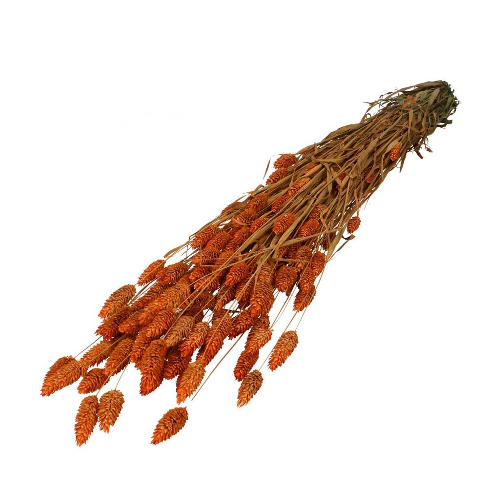 Trocken Phalaris dunkelorange L70cm