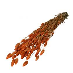 Trocken Phalaris dunkelorange L70cm