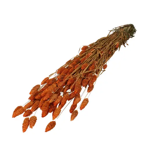 Trocken Phalaris dunkelorange L70cm