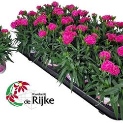 Dianthus dunkel rosa Peman T12 H024