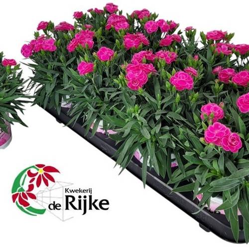 Dianthus dunkel rosa Peman T12 H024