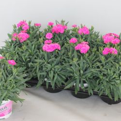 Dianth.rosa Peman T12 H24