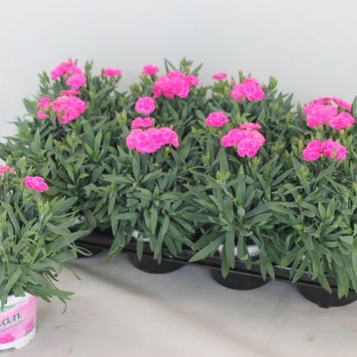 Dianth.rosa Peman T12 H24