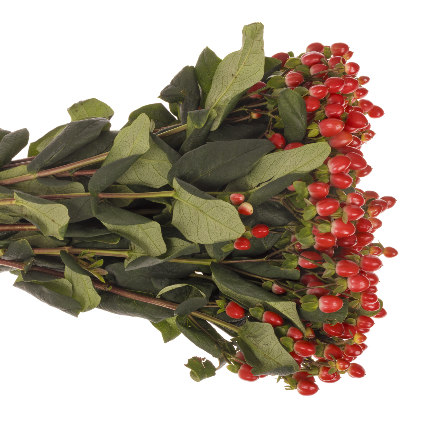 Hypericum rot Go Top 70cm