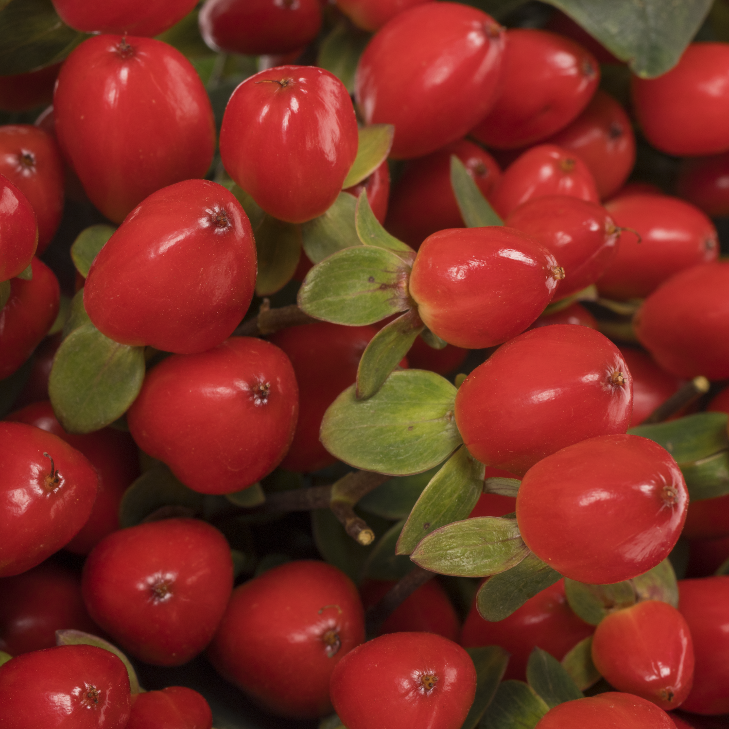 Hypericum rot Go Top 70cm