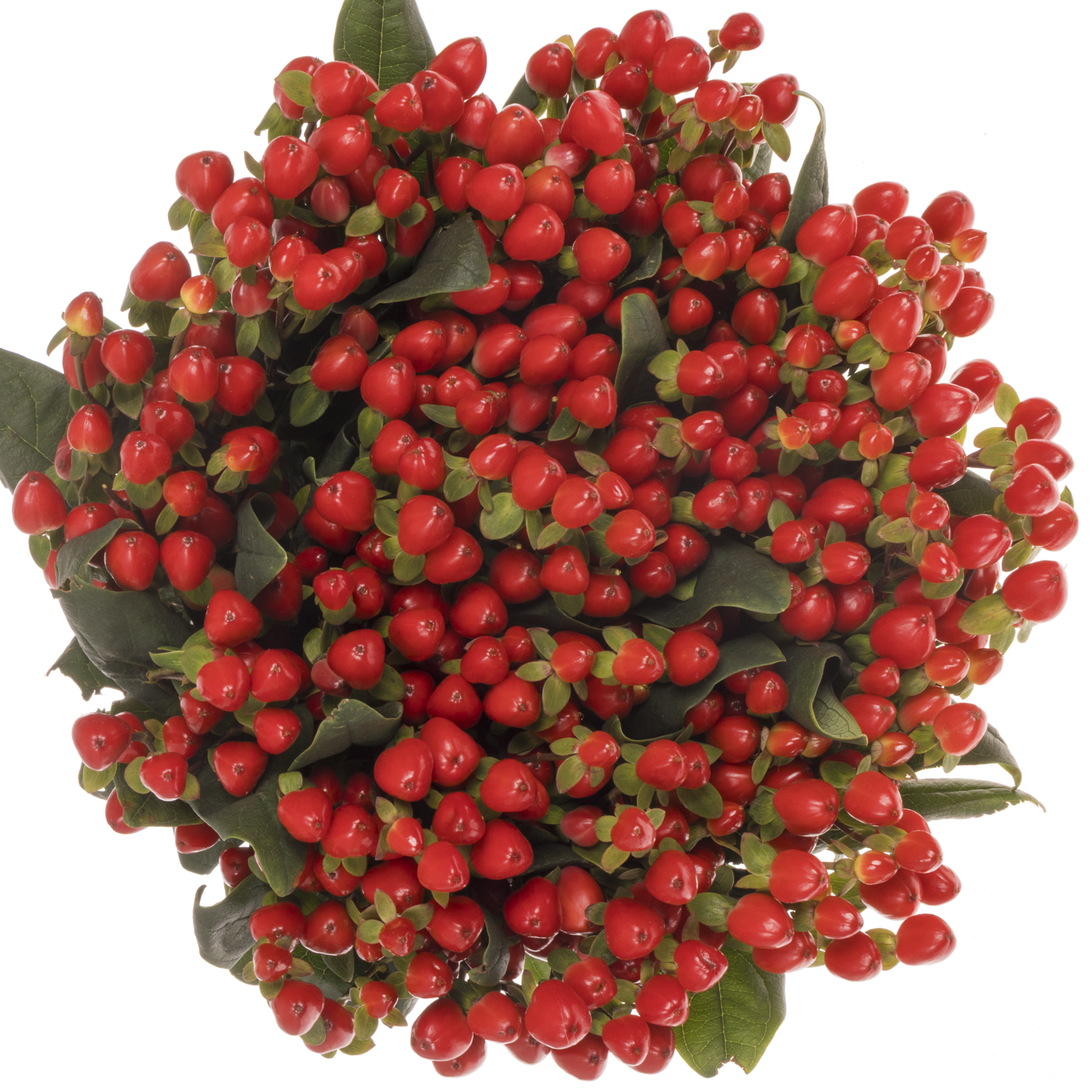 Hypericum rot Go Top 70cm