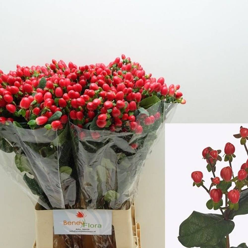 Hypericum rot Go Top 70cm