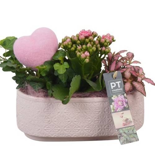 Kal.Arr PTVMB2234 T21 H020