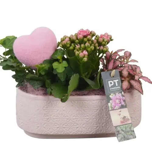 Kal.Arr PTVMB2234 T21 H020