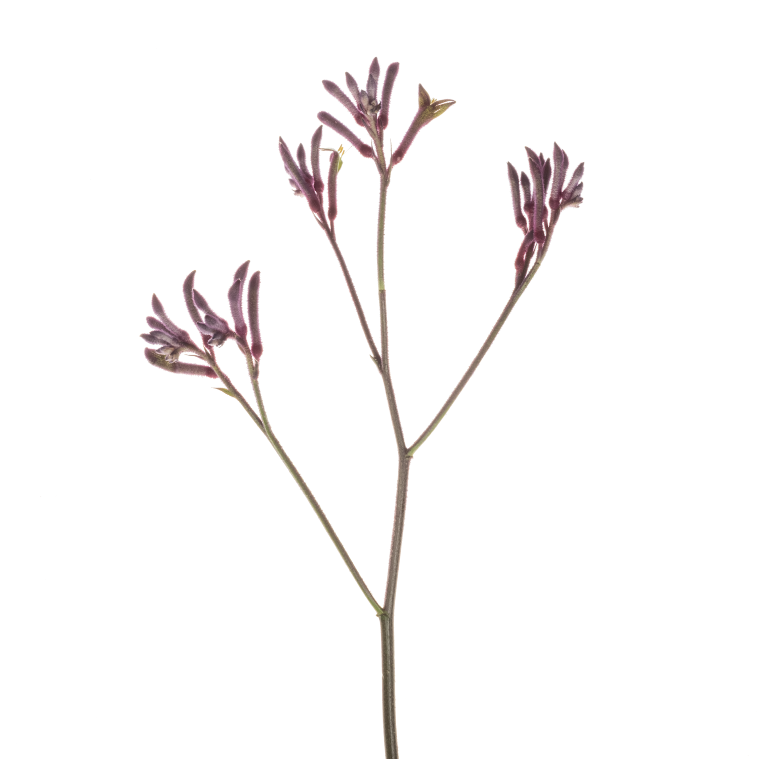 Kangeroo violett Merlot 50cm