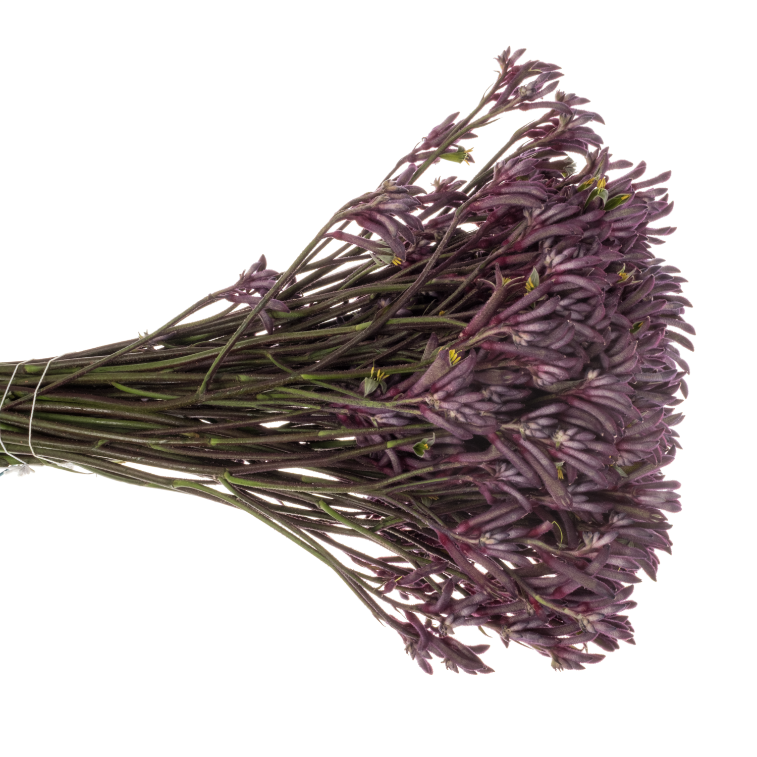 Kangeroo violett Merlot 50cm