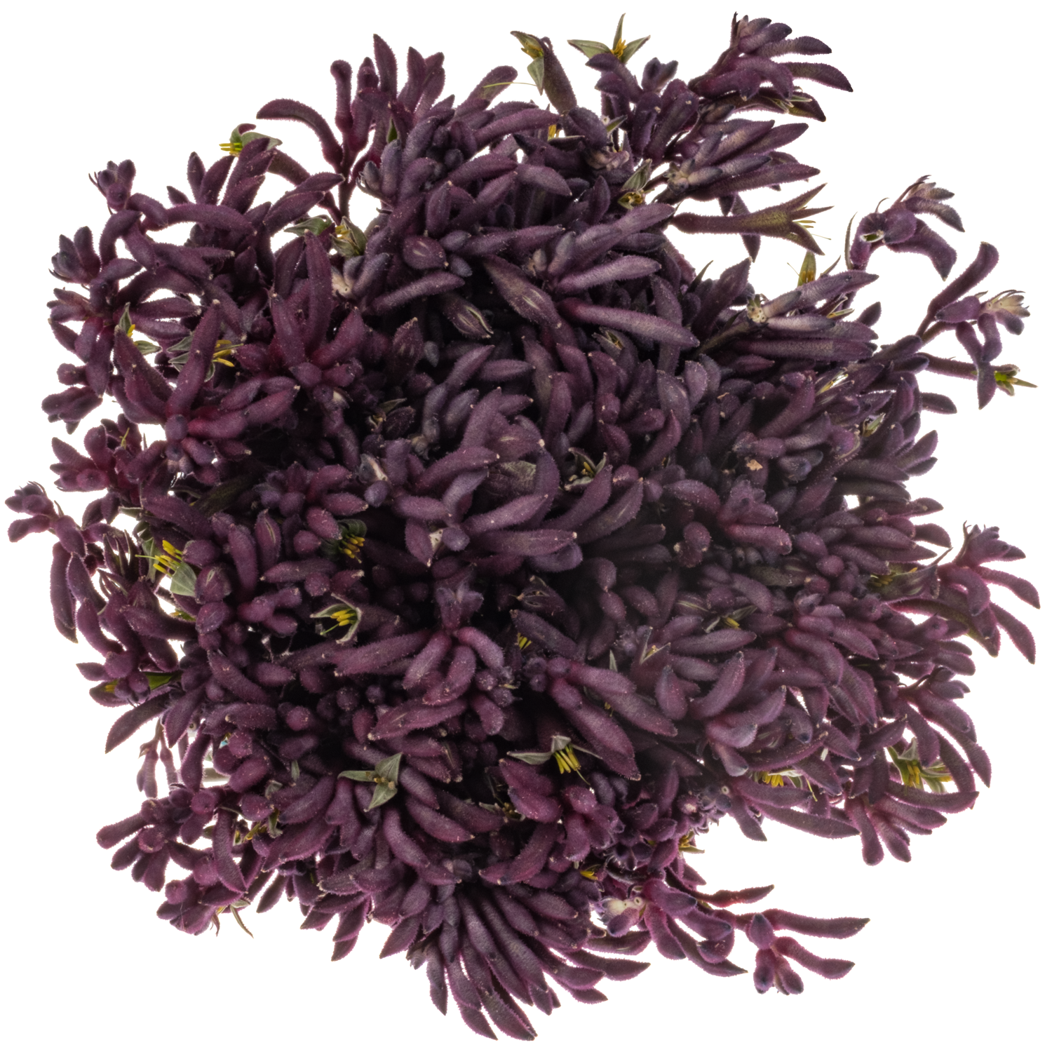 Kangeroo violett Merlot 50cm