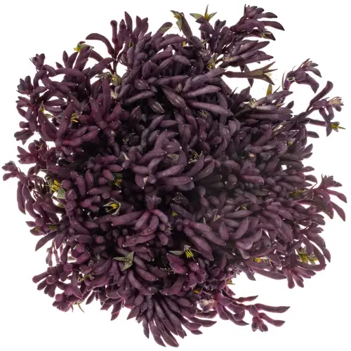 Kangeroo violett Merlot 50cm