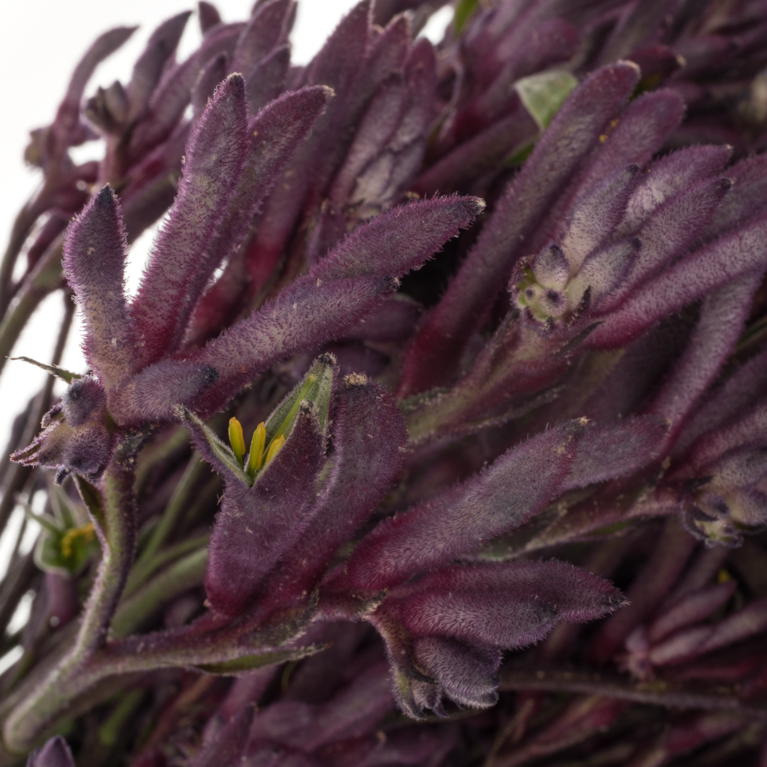 Kangeroo violett Merlot 50cm