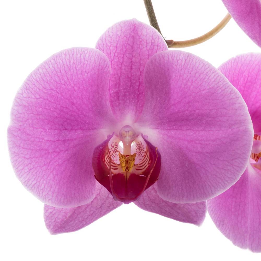 Phalaenopsis lila Valentina 45 Blüte 3 Stiele 