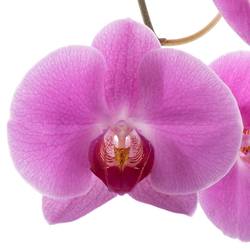 Phalaenopsis lila Valentina 45 Blüte 3 Stiele 