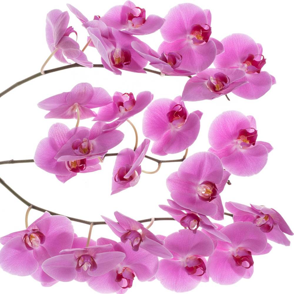 Phalaenopsis lila Valentina 45 Blüte 3 Stiele 