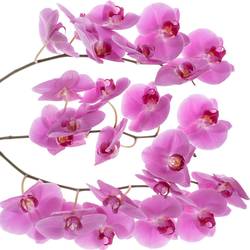 Phalaenopsis lila Valentina 45 Blüte 3 Stiele 