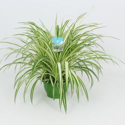 Chlorophytum Vitatum Ampel T21 H65