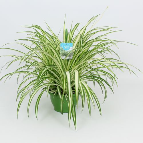 Chlorophytum Vitatum Ampel T21 H65