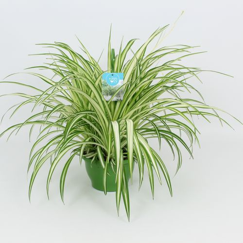 Chlorophytum Vitatum Ampel T21 H65