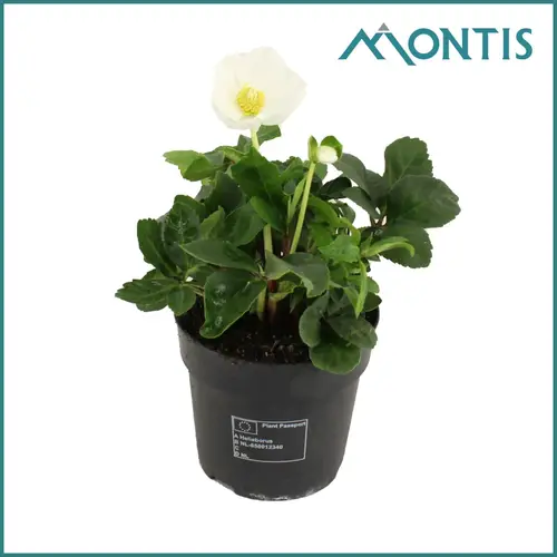 Helleborus Christmas Carol weiss T12 H020