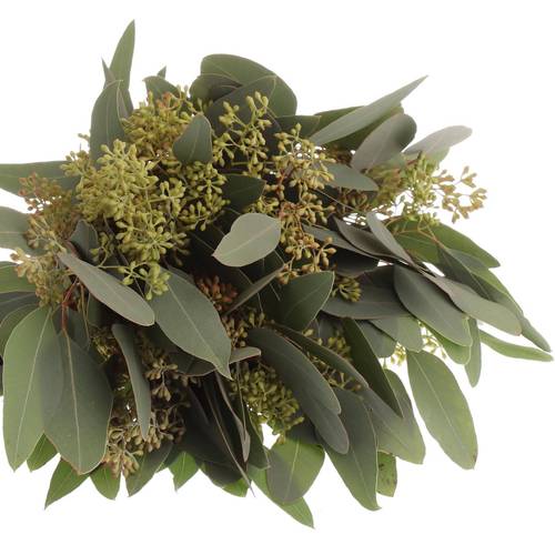Populus grün Frucht natur 150 Gramm 50cm