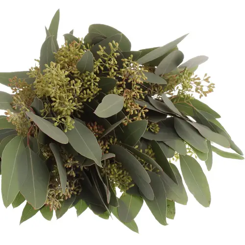 Populus grün Frucht natur 150 Gramm 50cm