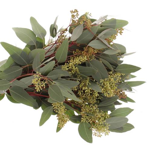Populus grün Frucht natur 150 Gramm 50cm