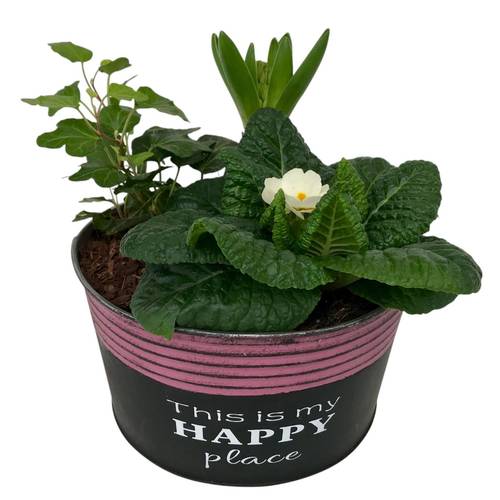 Garten.Arr im Zink Topf Rund 651 T16 H017