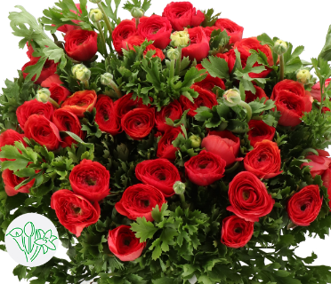 Ranunkel rot Cloni Red 305 40cm x 30