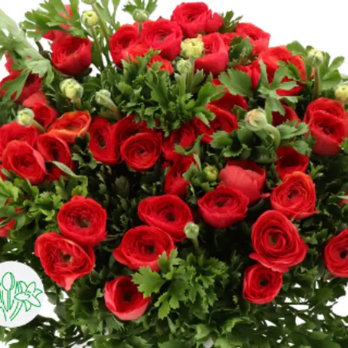 Ranunkel rot Cloni Red 305 40cm x 30
