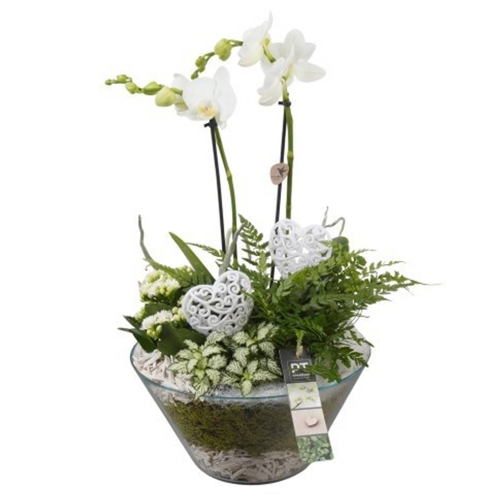 Phal.Arr PTVMG4952 Muttertag T26 H043