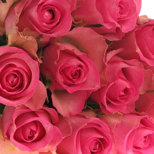 Rose rosa Royal Jewel 50cm