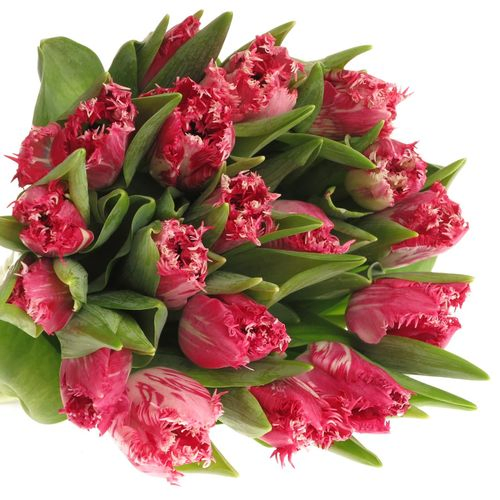 Tulpe pink Santander Triflor 36 Gramm