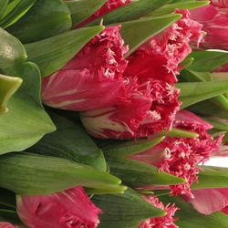 Tulpe pink Santander Triflor 36 Gramm