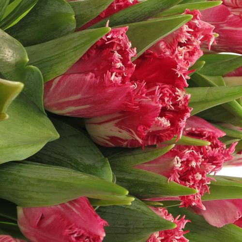 Tulpe pink Santander Triflor 36 Gramm