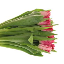 Tulpe pink Santander Triflor 36 Gramm