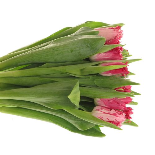 Tulpe pink Santander Triflor 36 Gramm